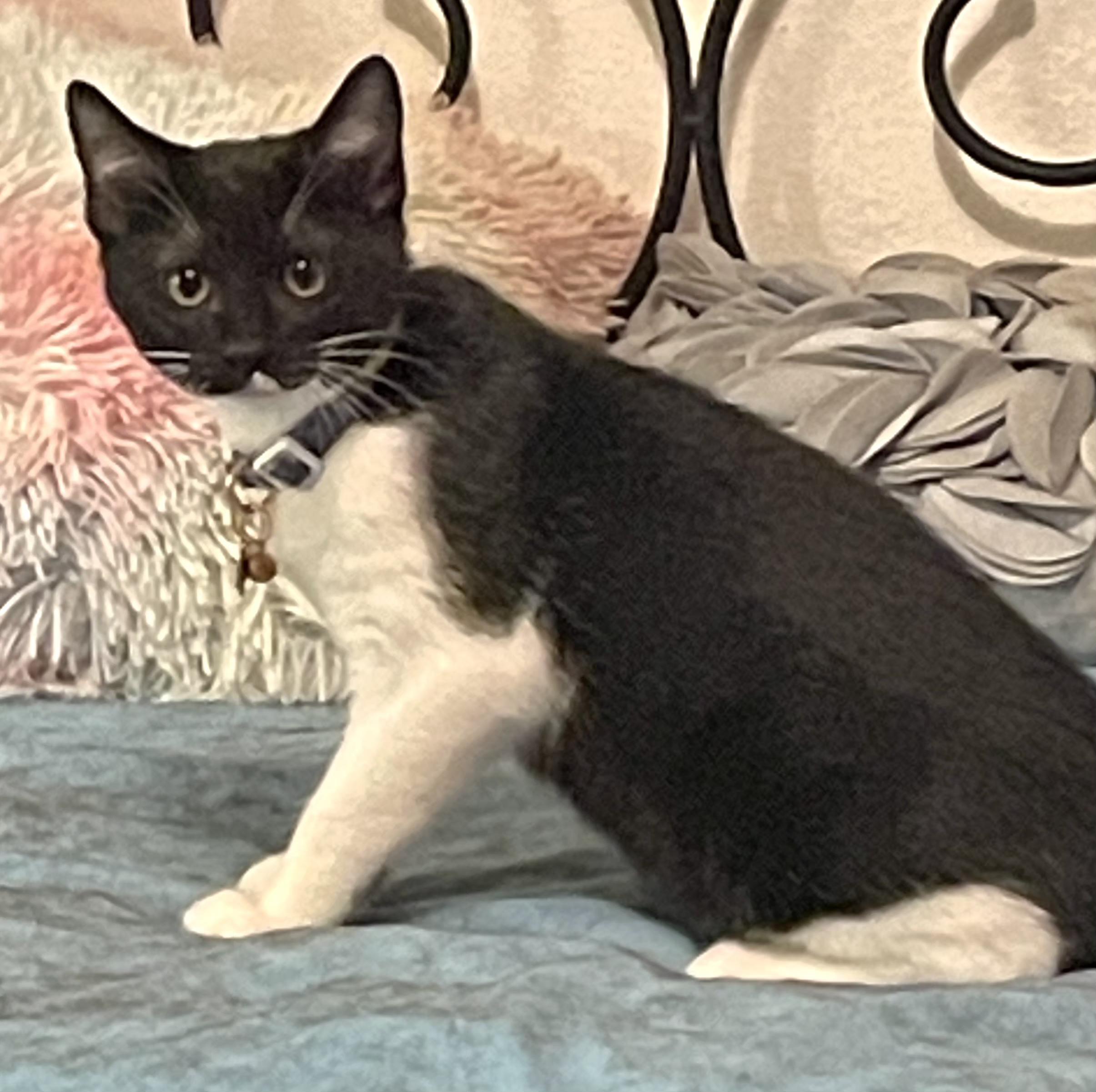 Enlarge Chanel, a Adoptable Domestic Short Hair in Springfield, OR image 1/2