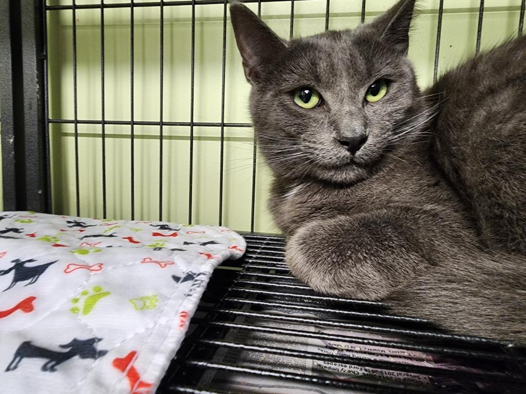 Enlarge Cinder Block, a Adopted mixed breed in Auburn, IN image 1/1