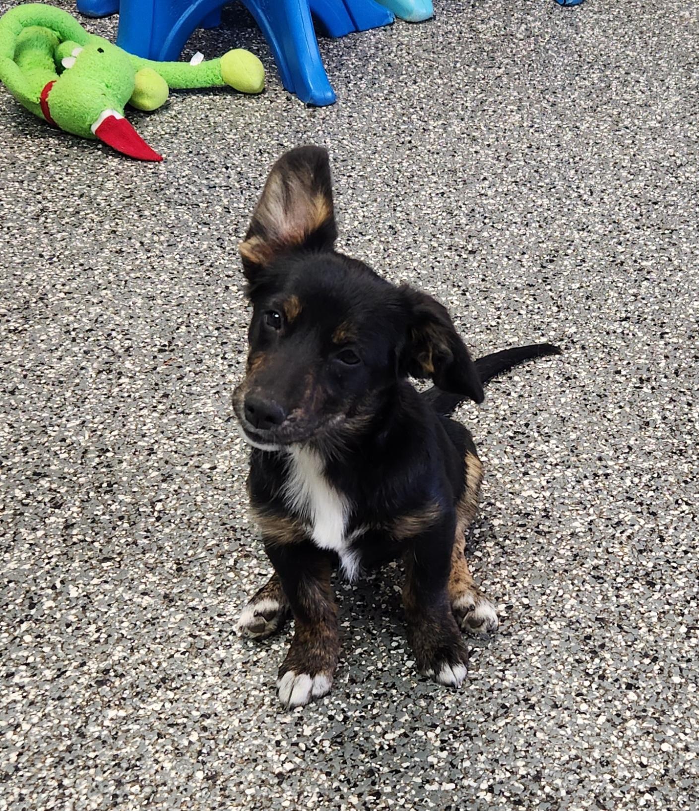 Millie, Adoptable, Puppy Female Dachshund & Australian Shepherd.