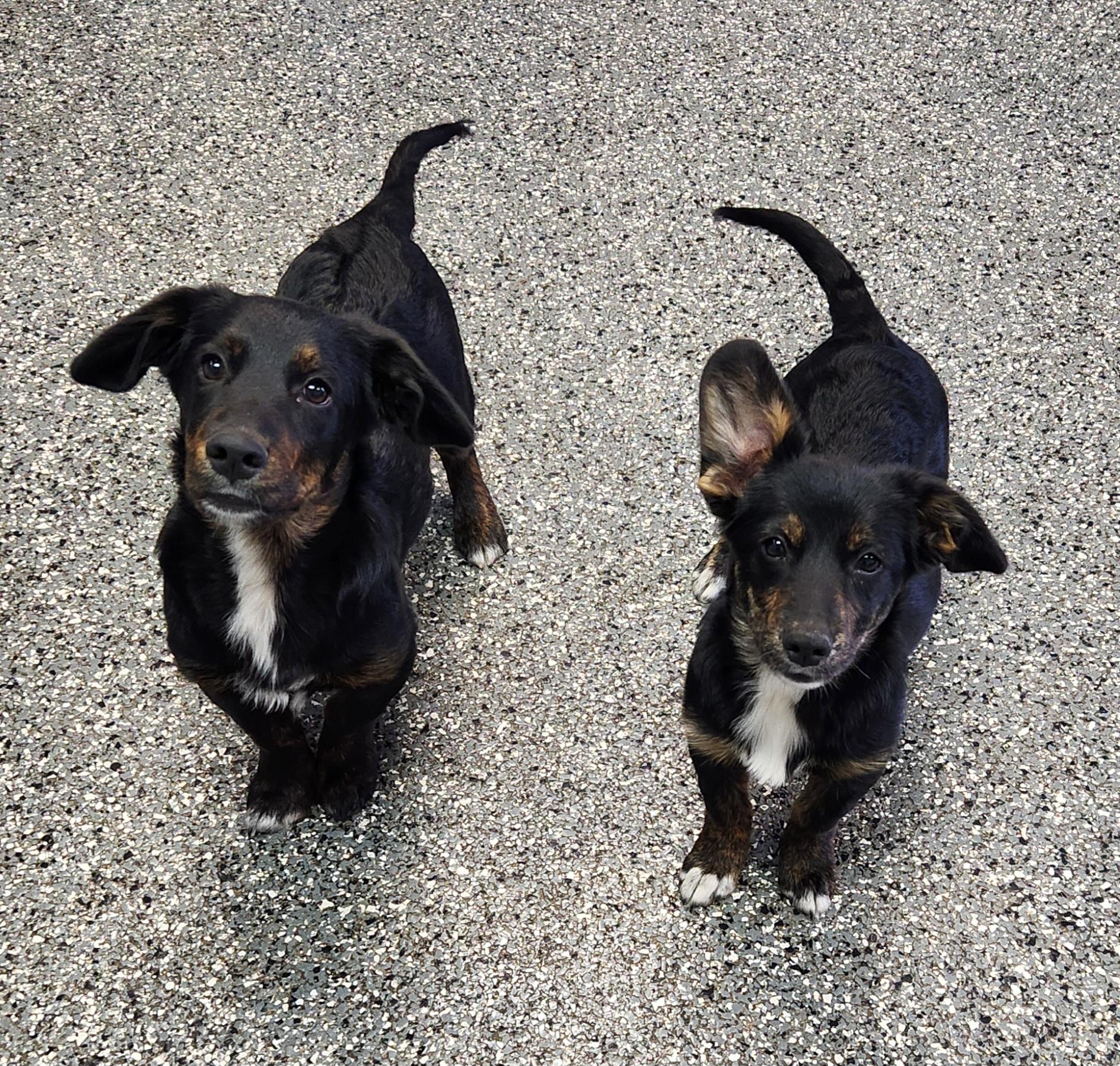 Enlarge Millie, a Adoptable mixed breed in Siloam Springs, AR image 3/4