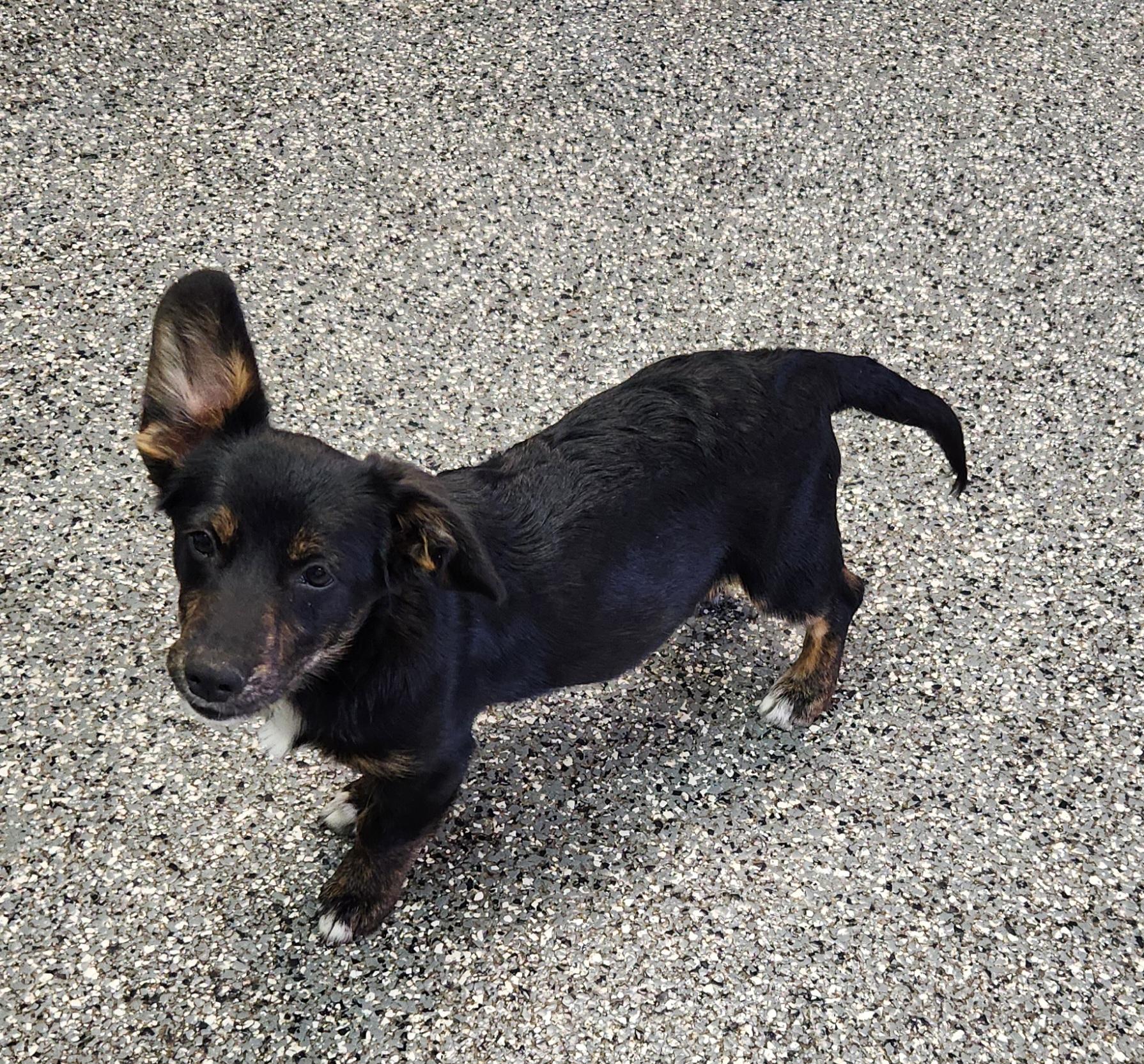 Enlarge Millie, a Adoptable mixed breed in Siloam Springs, AR image 2/4
