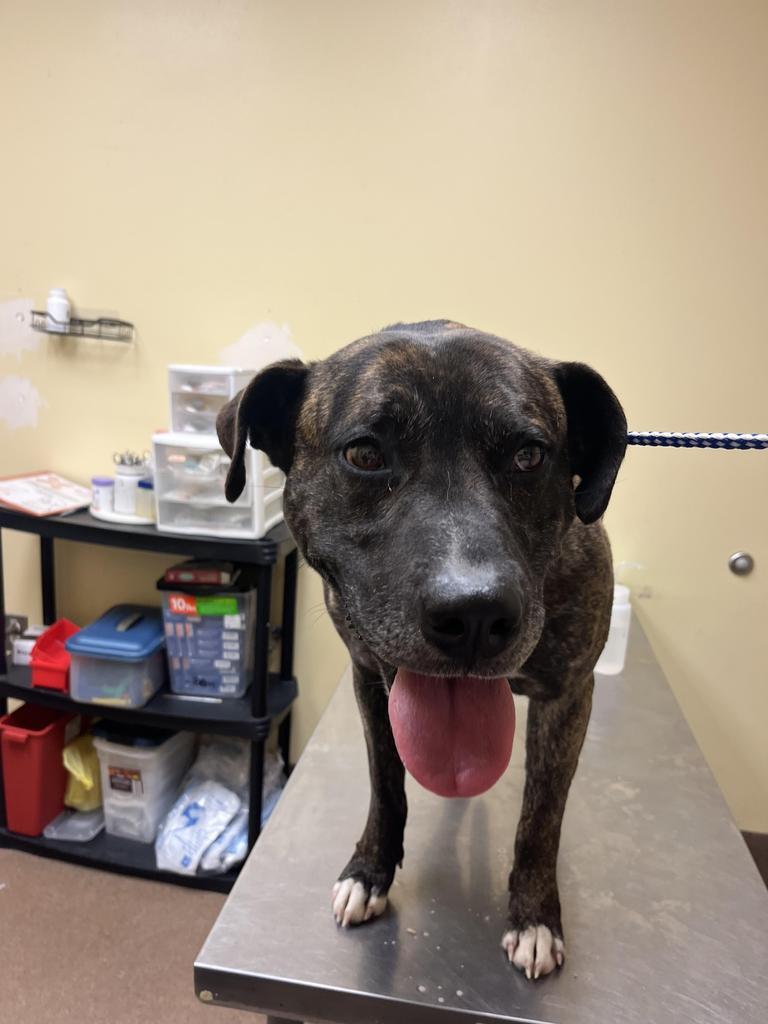 Mowgli, a Adoptable mixed breed in Florence, SC image 1/3