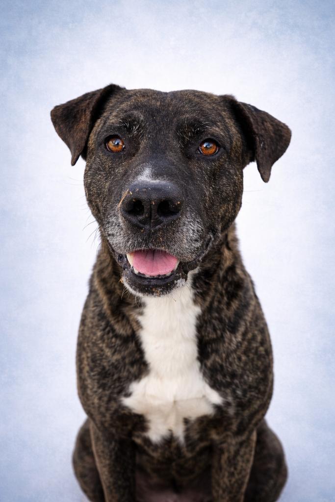 Mowgli, a Adoptable mixed breed in Florence, SC image 3/3