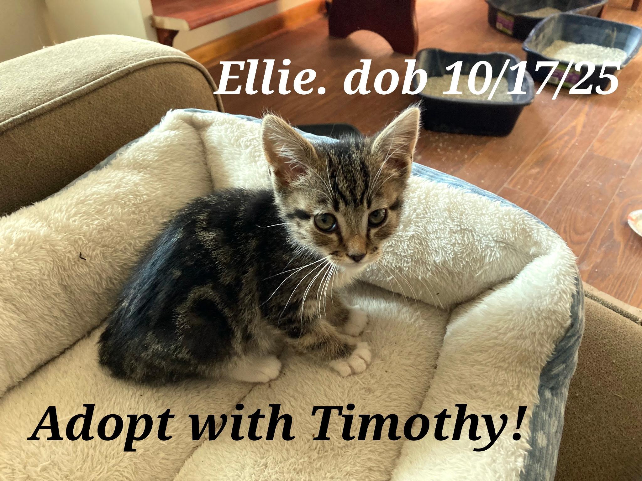 Timothy and Ellie, ADOPTABLE, Kitten Male American Shorthair.