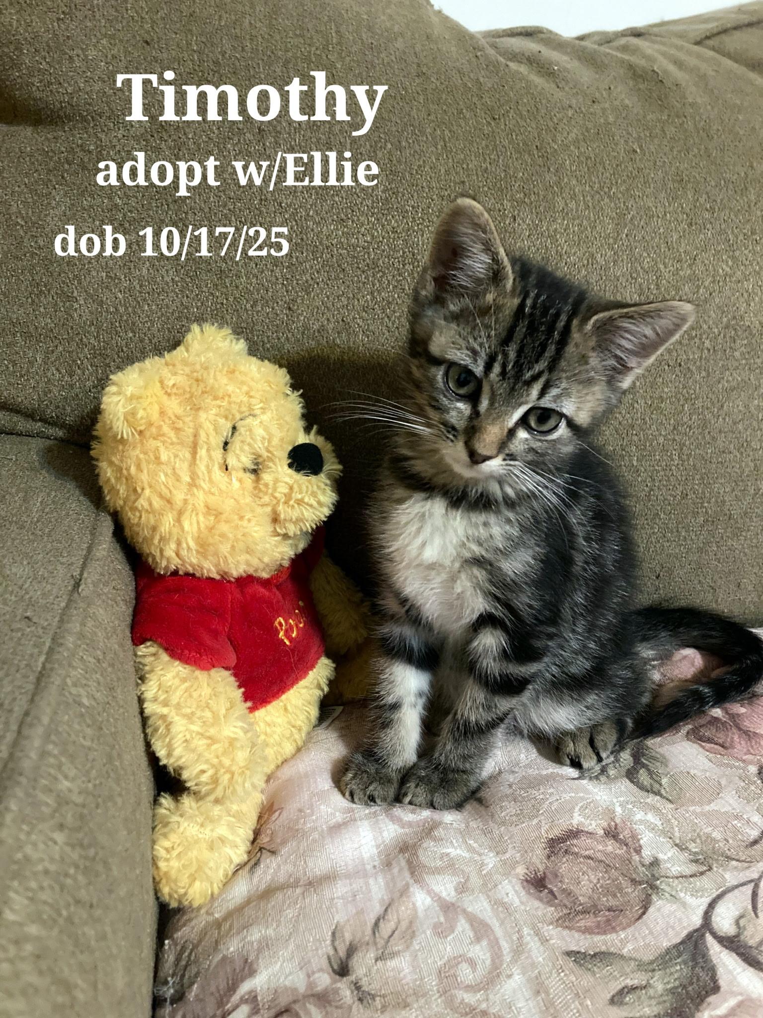 Enlarge Timothy and Ellie, a ADOPTABLE American Shorthair in Staunton, VA image 3/3