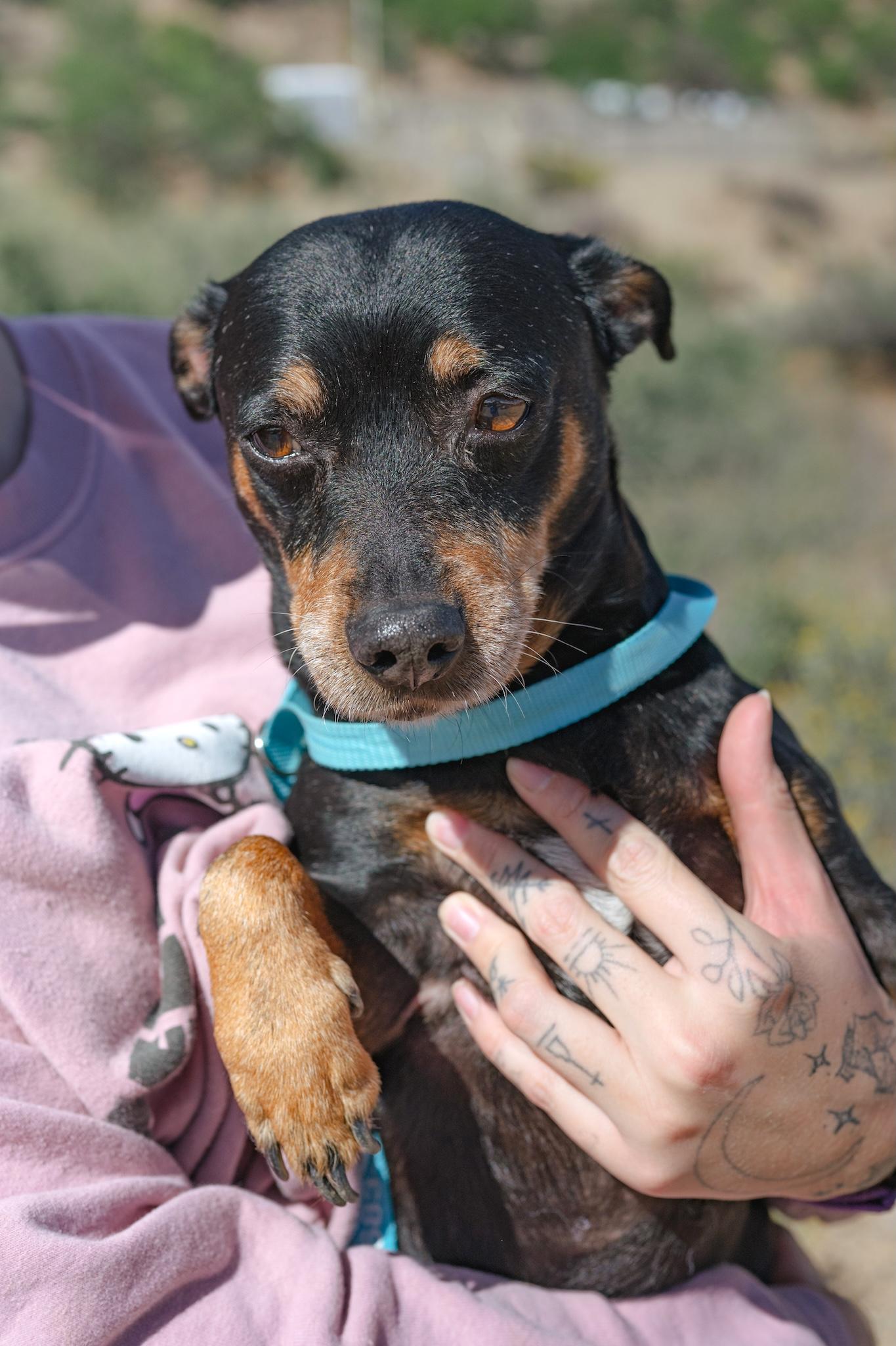 Enlarge PUNCH, an adopted Chihuahua in Globe, AZ image 1/1