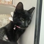Enlarge Petunia , an adopted Domestic Short Hair in Hilliard, OH image 2/2
