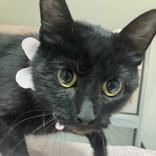 Enlarge Petunia , an adopted Domestic Short Hair in Hilliard, OH image 1/2