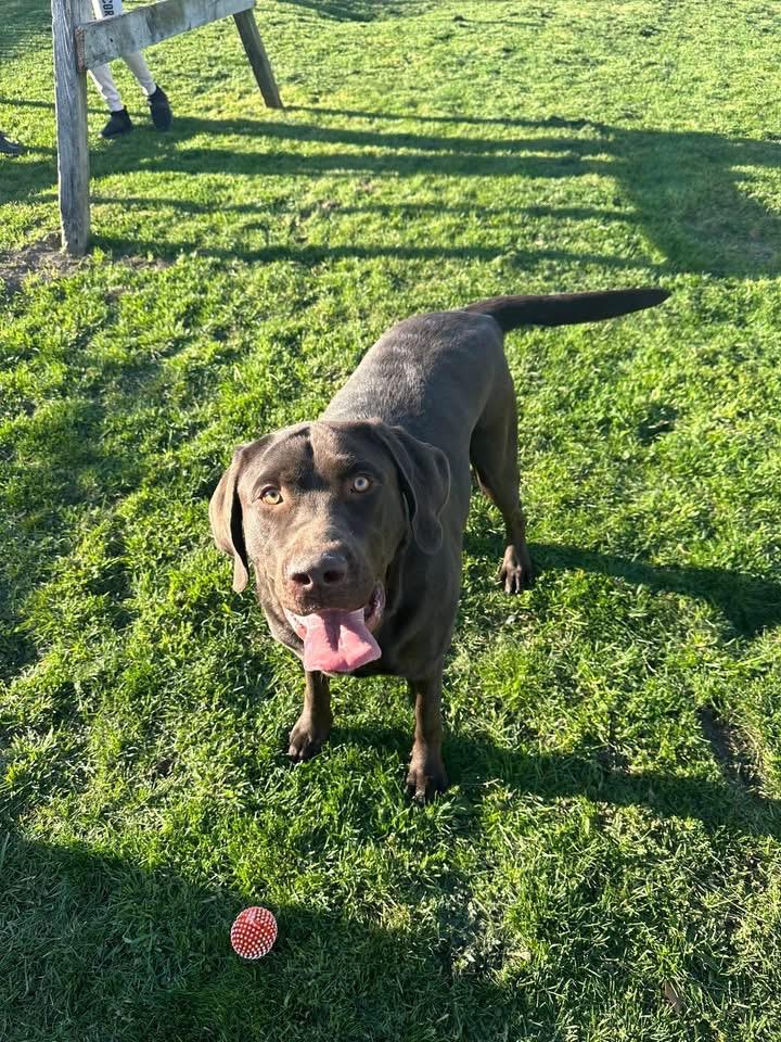 Enlarge Goose, a ADOPTABLE Chocolate Labrador Retriever in Snover, MI image 2/2