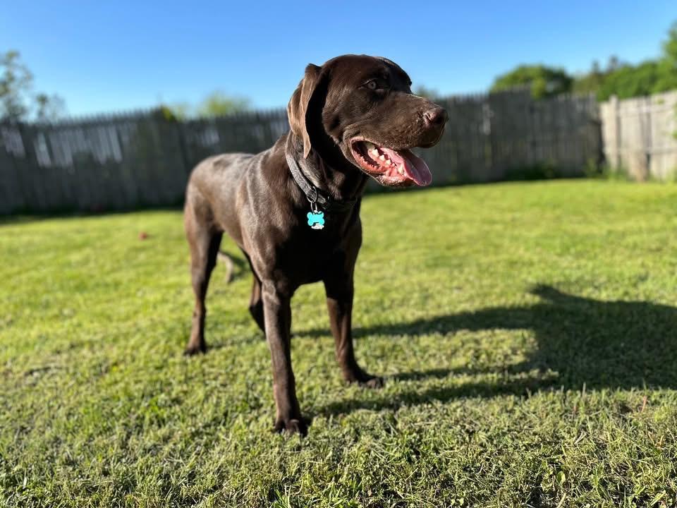 Goose, ADOPTABLE, Adult Male Chocolate Labrador Retriever.