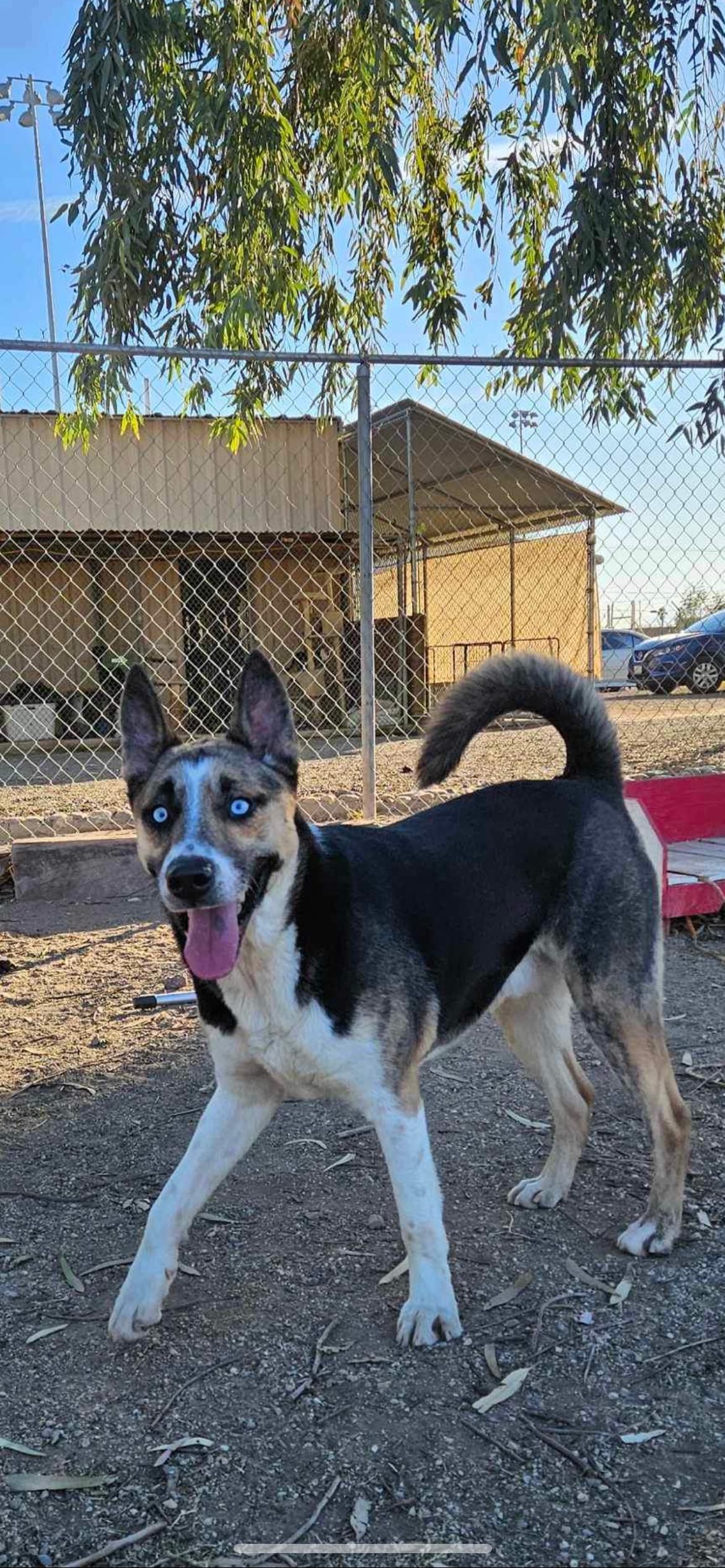 Erik, Adoptable, Adult Male Akita.