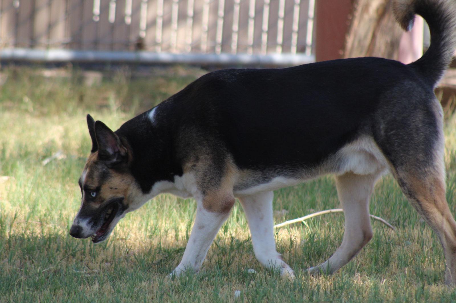 Enlarge Erik, a Adoptable Akita in El Centro, CA image 2/4