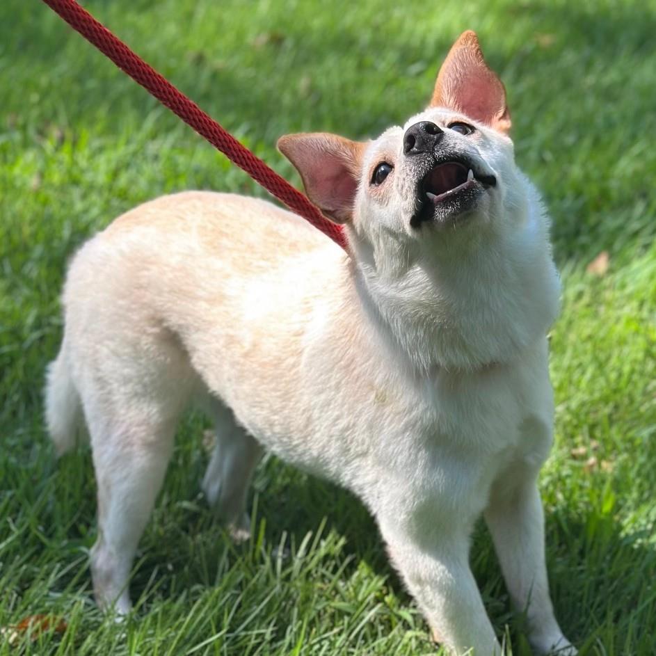Tiana, Adoptable, Young Female Australian Cattle Dog / Blue Heeler.