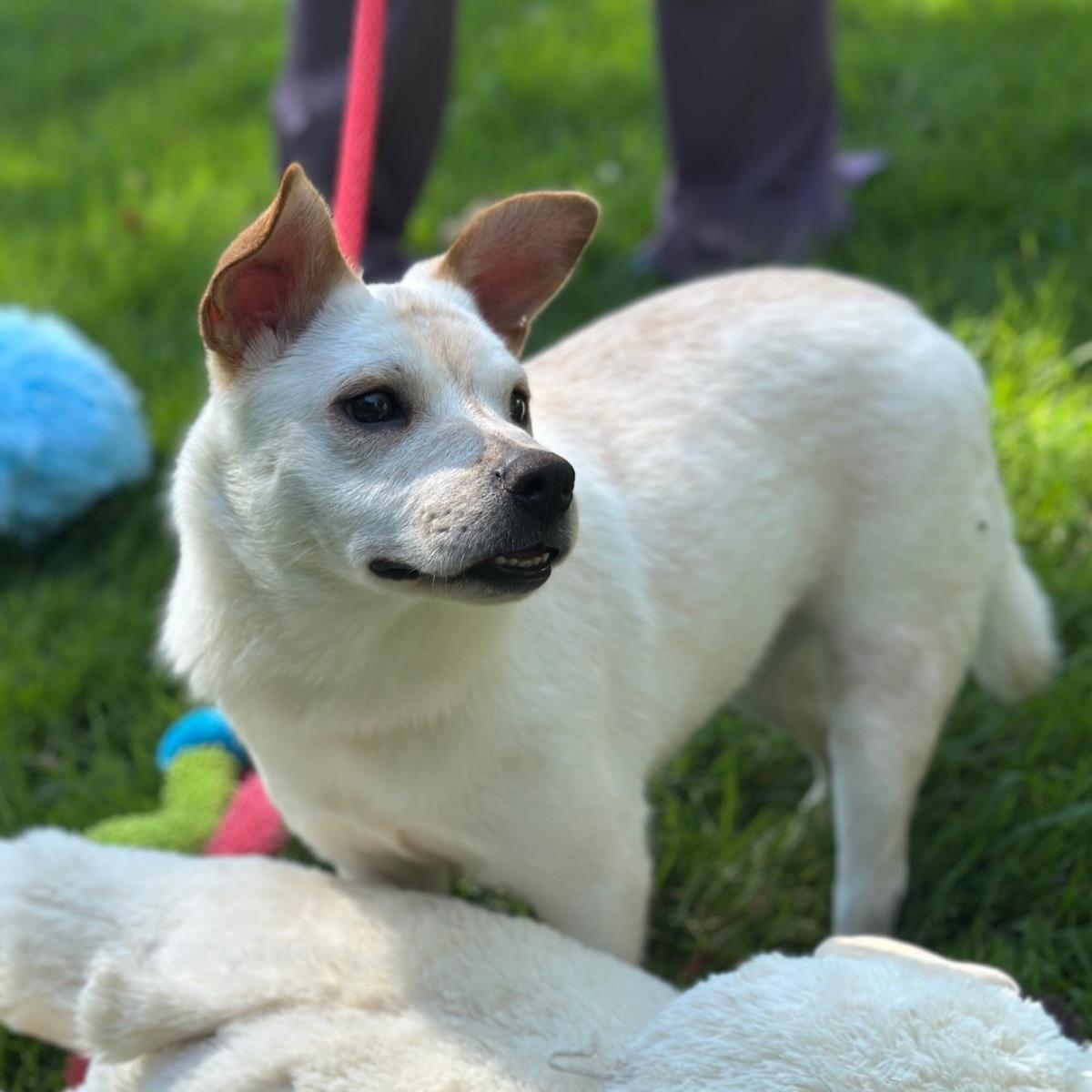 Tiana, Adoptable, Young Female Australian Cattle Dog / Blue Heeler.
