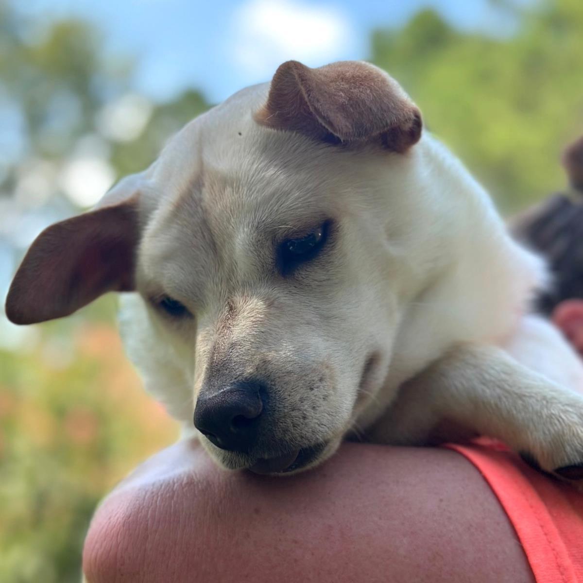 Enlarge Tiana, a Adoptable Australian Cattle Dog / Blue Heeler in Locust Fork, AL image 3/3