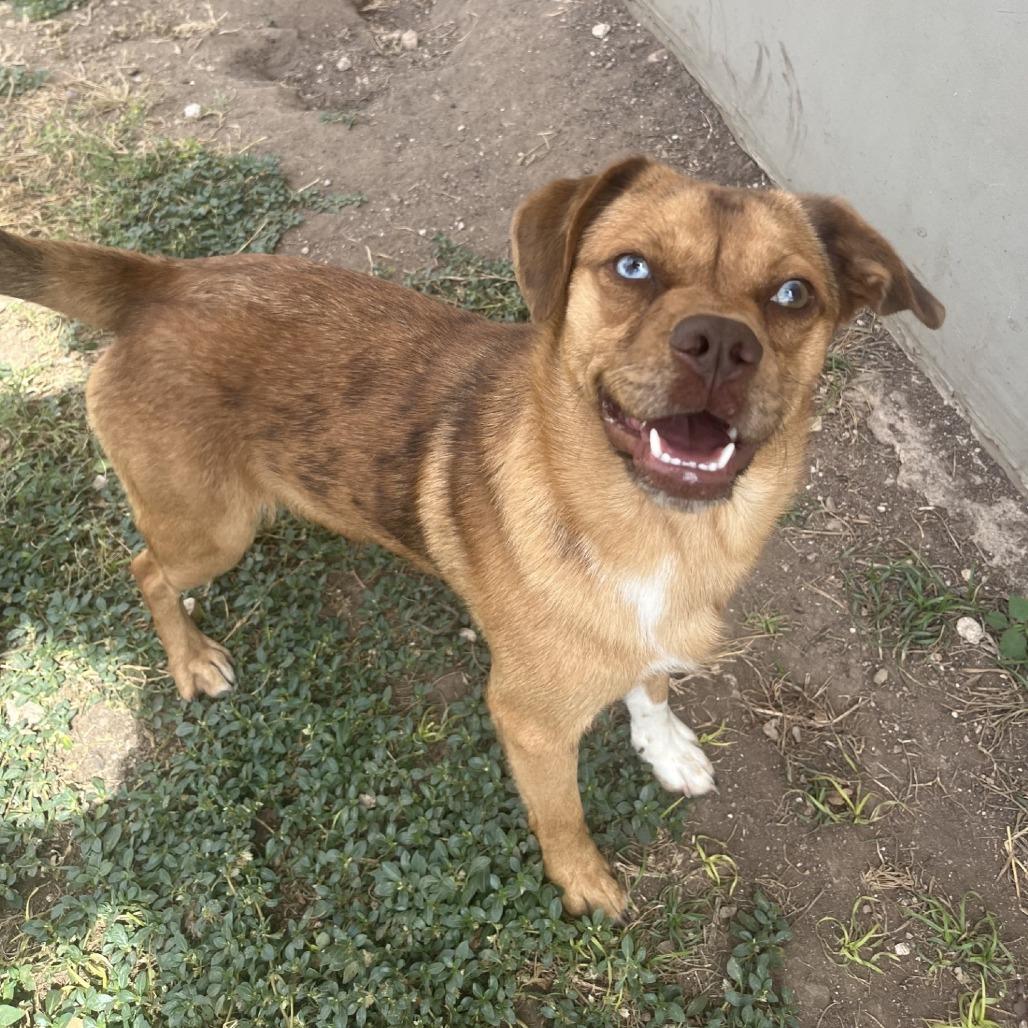 Tom Tom, a Adoptable mixed breed in Fredericksburg, TX image 1/6