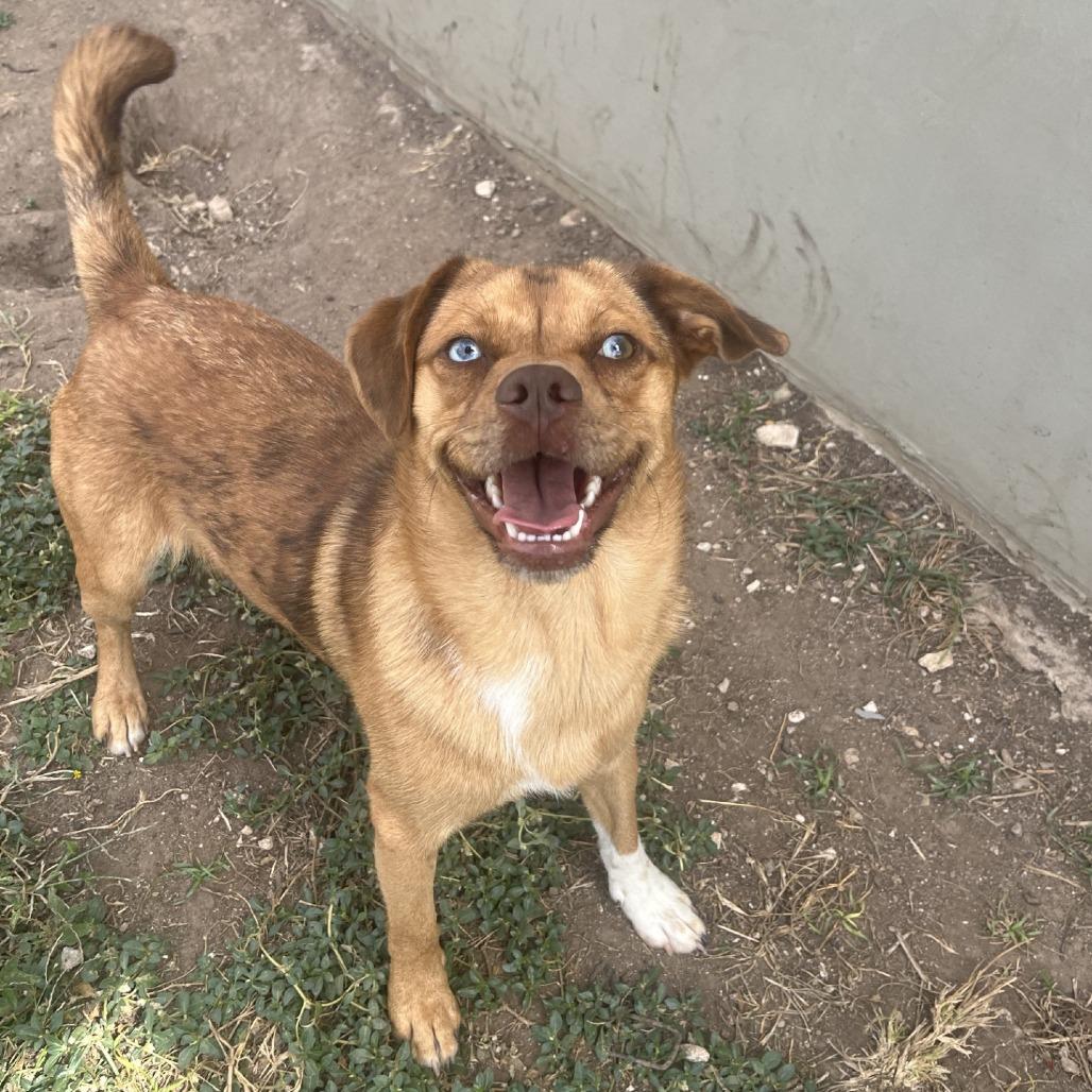 Tom Tom, a Adoptable mixed breed in Fredericksburg, TX image 2/6