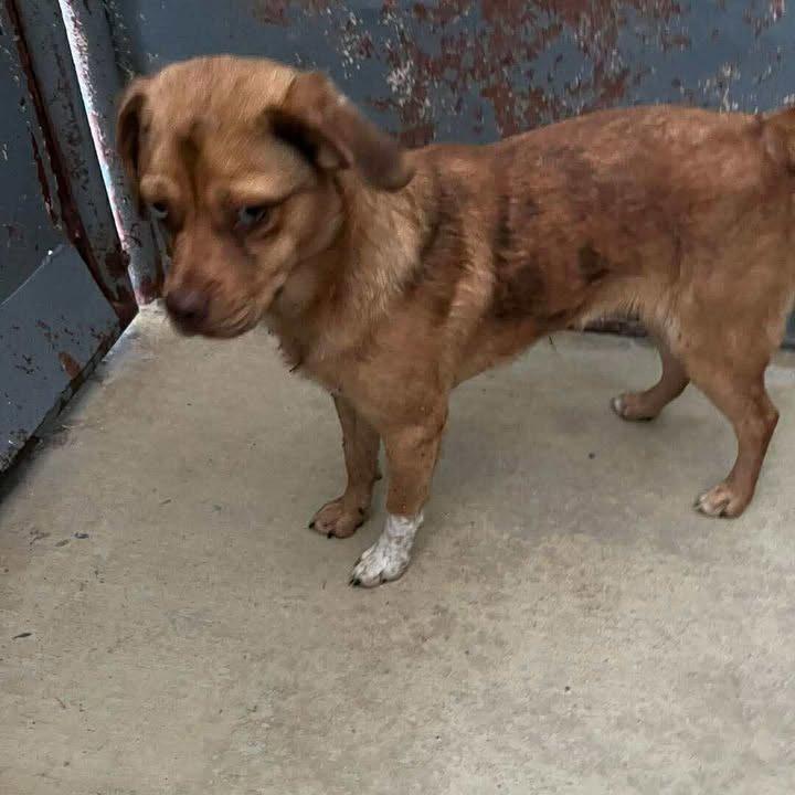 Tom Tom, a Adoptable mixed breed in Fredericksburg, TX image 3/6