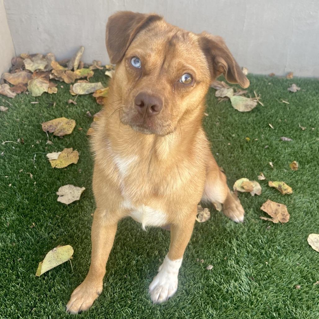 Tom Tom, a Adoptable mixed breed in Fredericksburg, TX image 4/6
