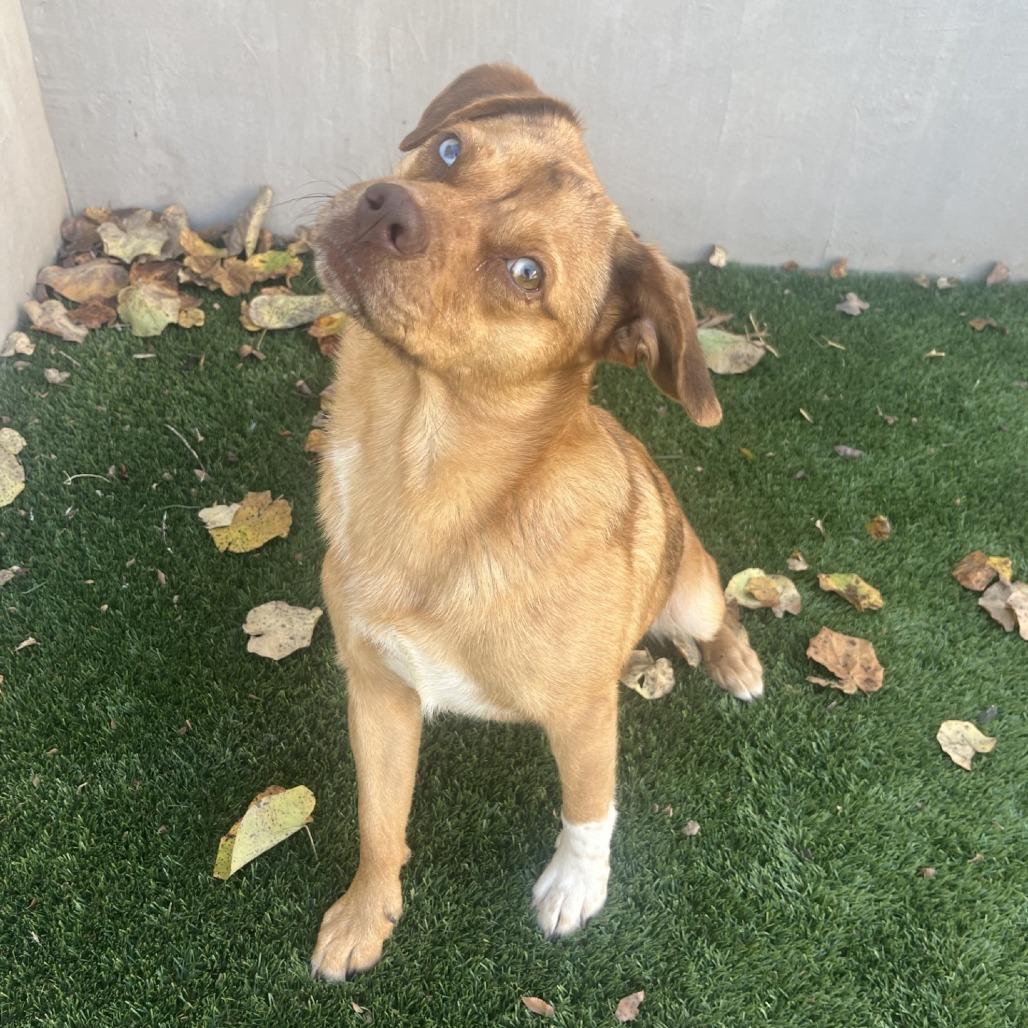 Tom Tom, a Adoptable mixed breed in Fredericksburg, TX image 5/6