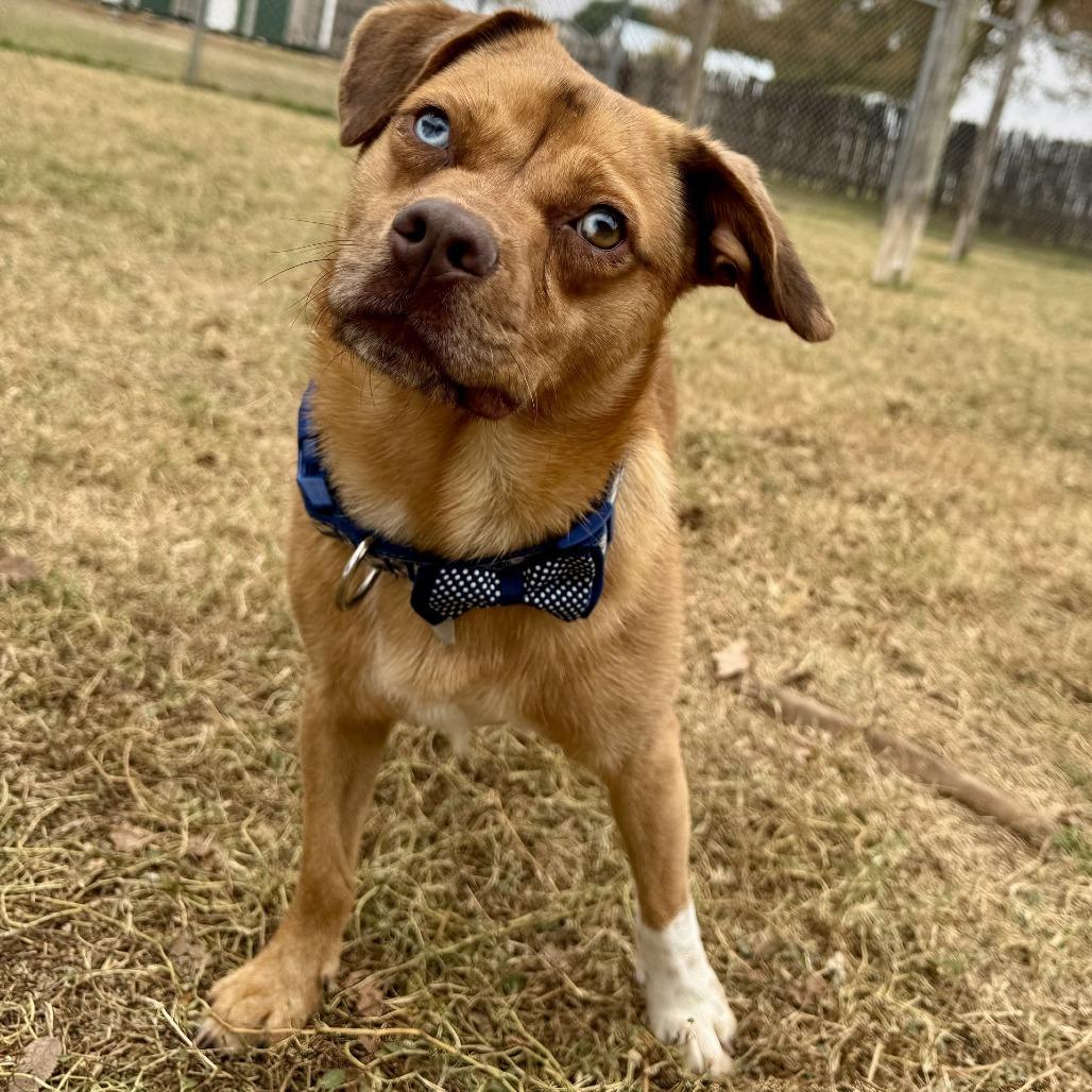 Tom Tom, a Adoptable mixed breed in Fredericksburg, TX image 6/6