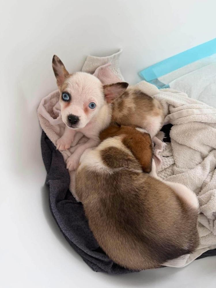 Enlarge Quatro, a Adoptable mixed breed in Grove City, OH image 4/5