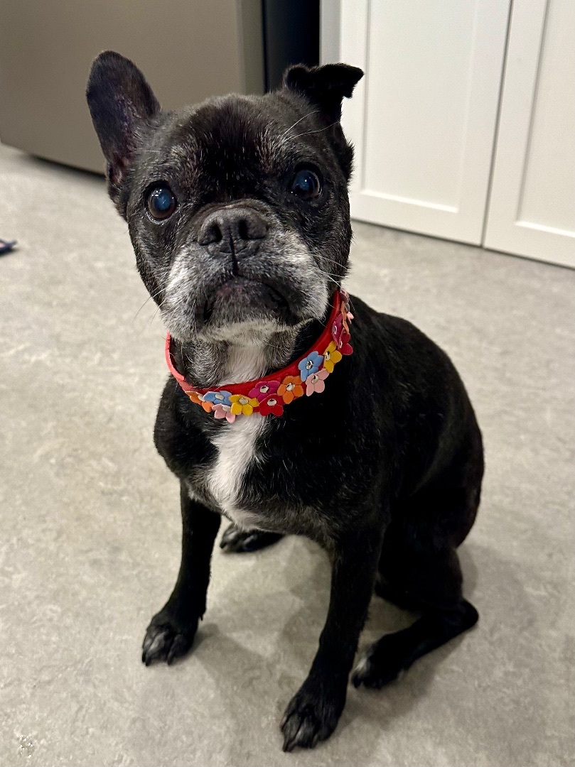 Enlarge CHULA, a Adopted mixed breed in Seattle, WA image 3/6