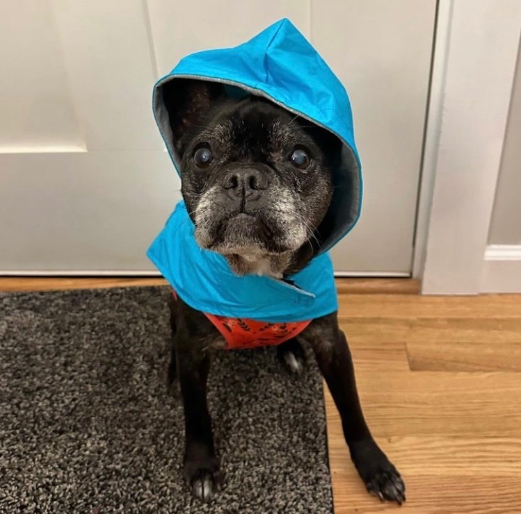 Enlarge CHULA, a Adopted mixed breed in Seattle, WA image 4/6