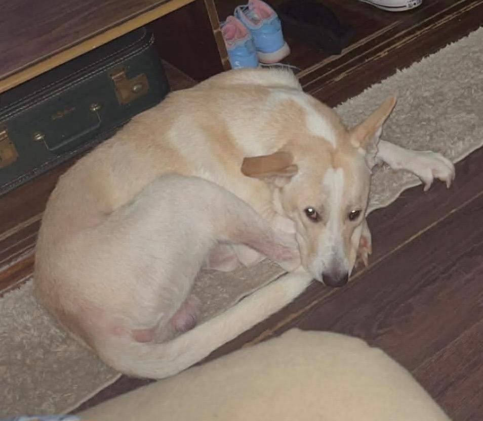 Enlarge Shiloh, a Adoptable mixed breed in Camden, TN image 1/1