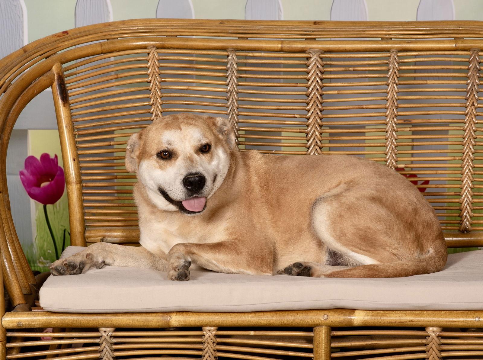 Enlarge DOZER, a Adoptable Carolina Dog in Griswold, CT image 1/3