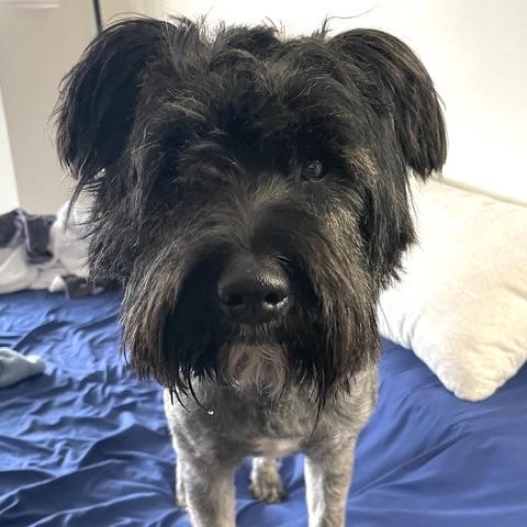 Rufus