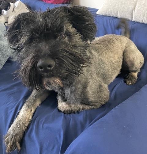 Rufus