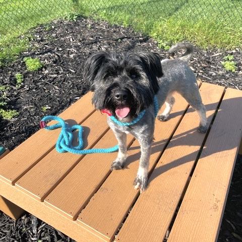 Rufus