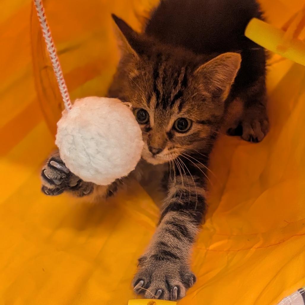 Enlarge Pip, a Adoptable Domestic Short Hair in Prairie du Chien, WI image 1/2