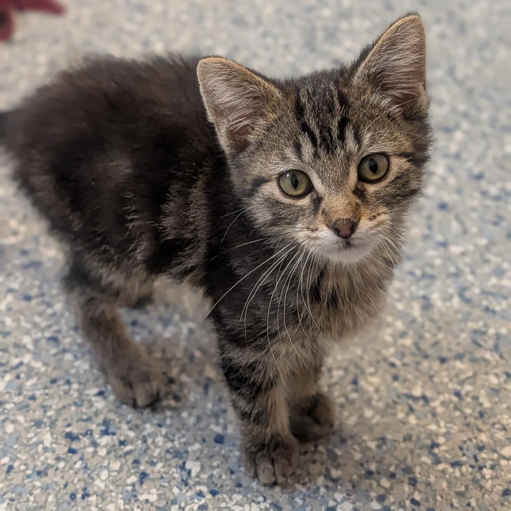 Enlarge Pip, a Adoptable Domestic Short Hair in Prairie du Chien, WI image 2/2