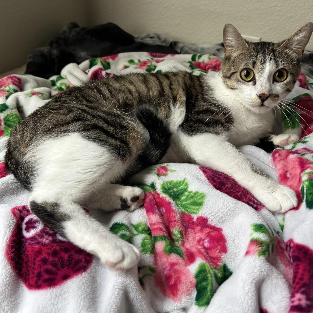 Moira, Adoptable, Adult Female Domestic Short Hair.