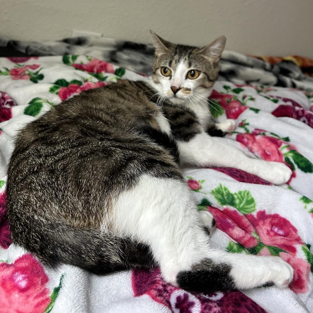 Moira, a Adoptable Domestic Short Hair in San Antonio, TX image 2/6