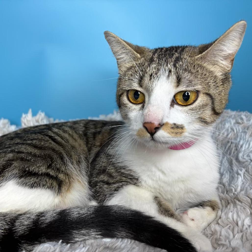 Moira, a Adoptable Domestic Short Hair in San Antonio, TX image 3/6
