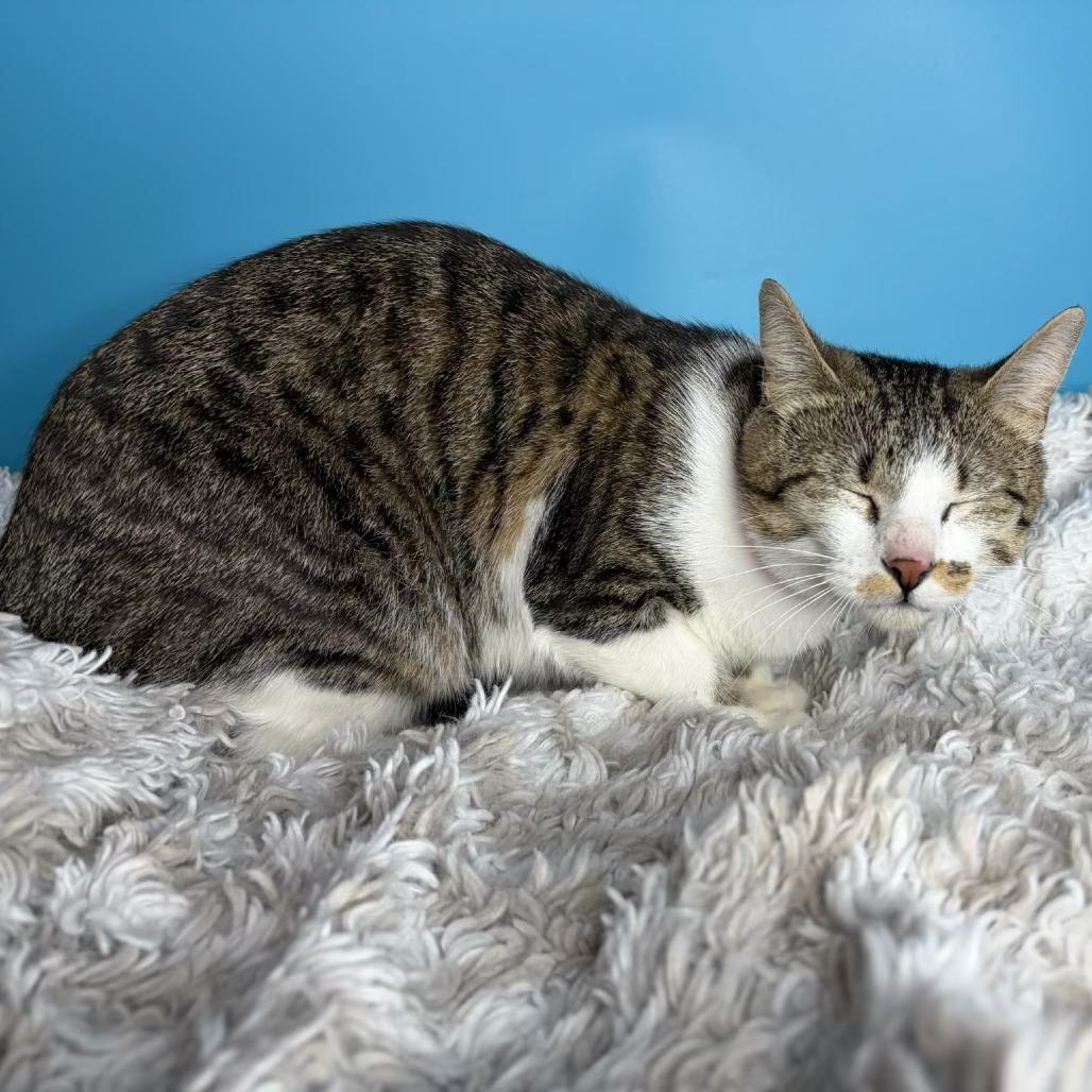 Moira, a Adoptable Domestic Short Hair in San Antonio, TX image 4/6