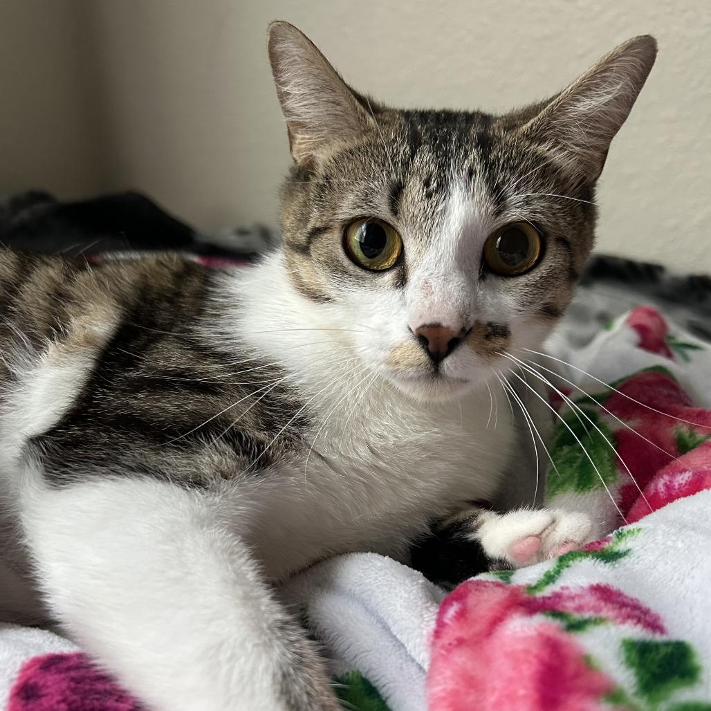 Moira, a Adoptable Domestic Short Hair in San Antonio, TX image 5/6