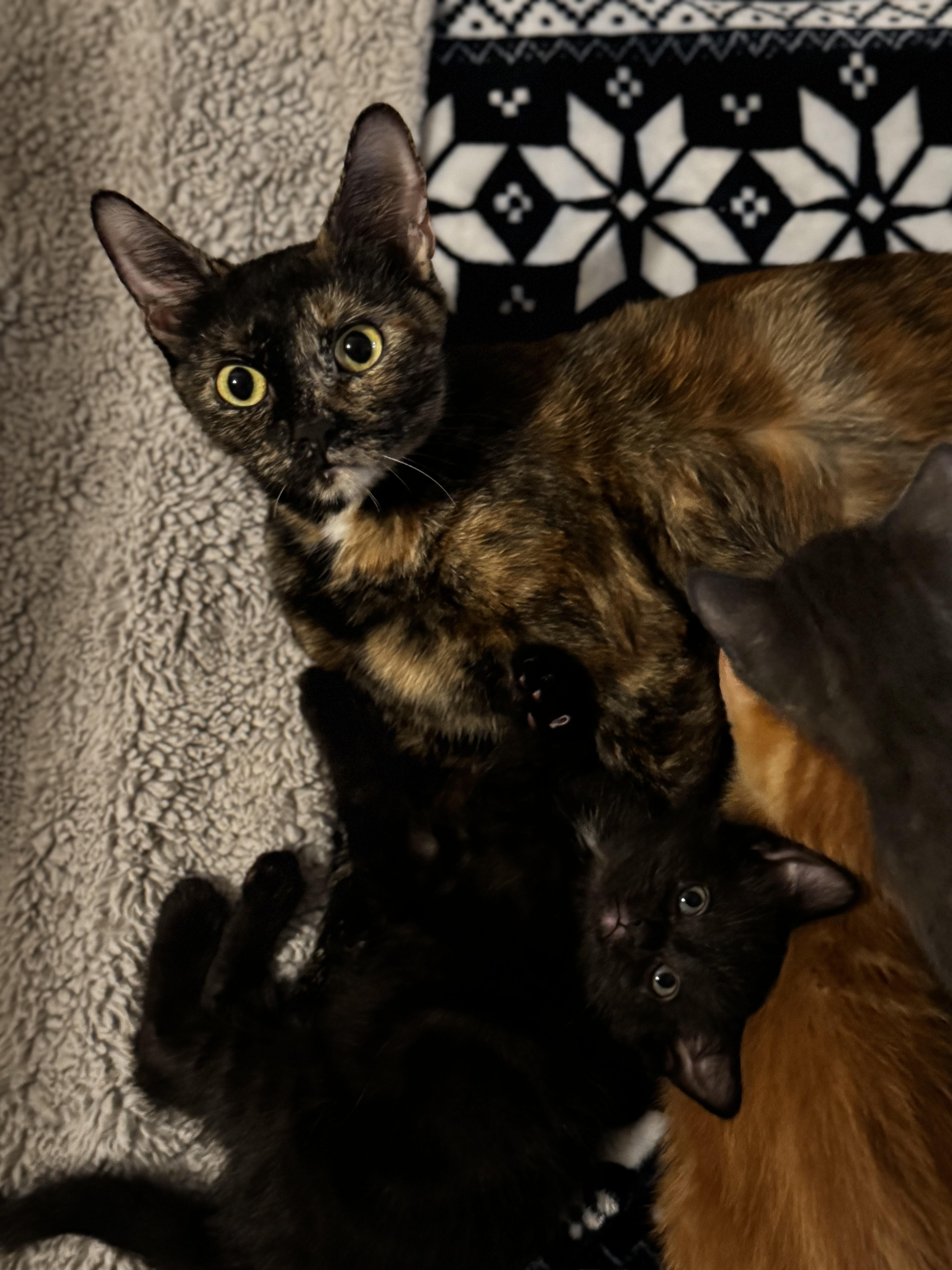 Brownie, Adopted, Young Female Tortoiseshell.
