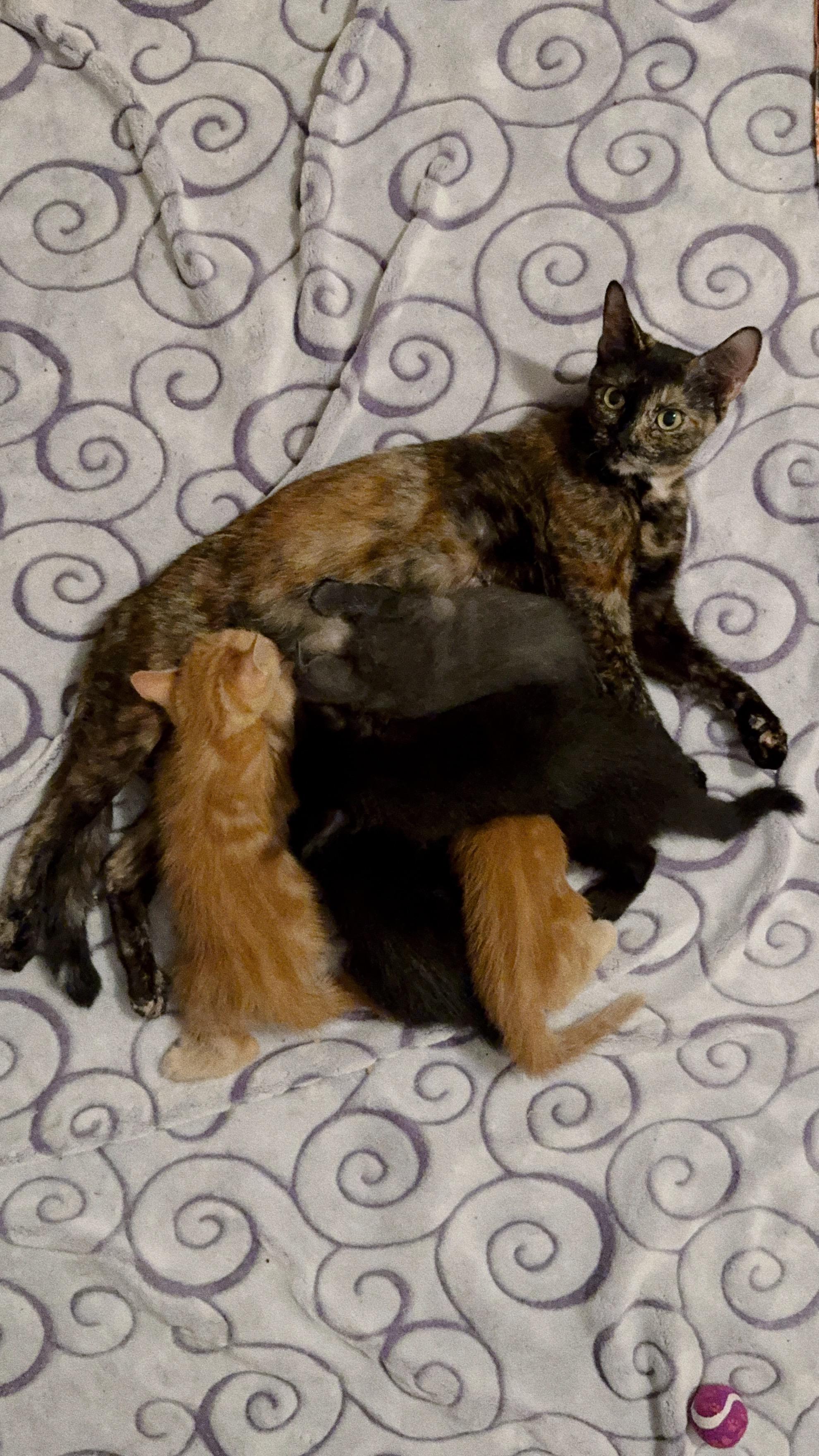 Brownie, a Adopted Tortoiseshell in Roberts Creek, BC image 2/3