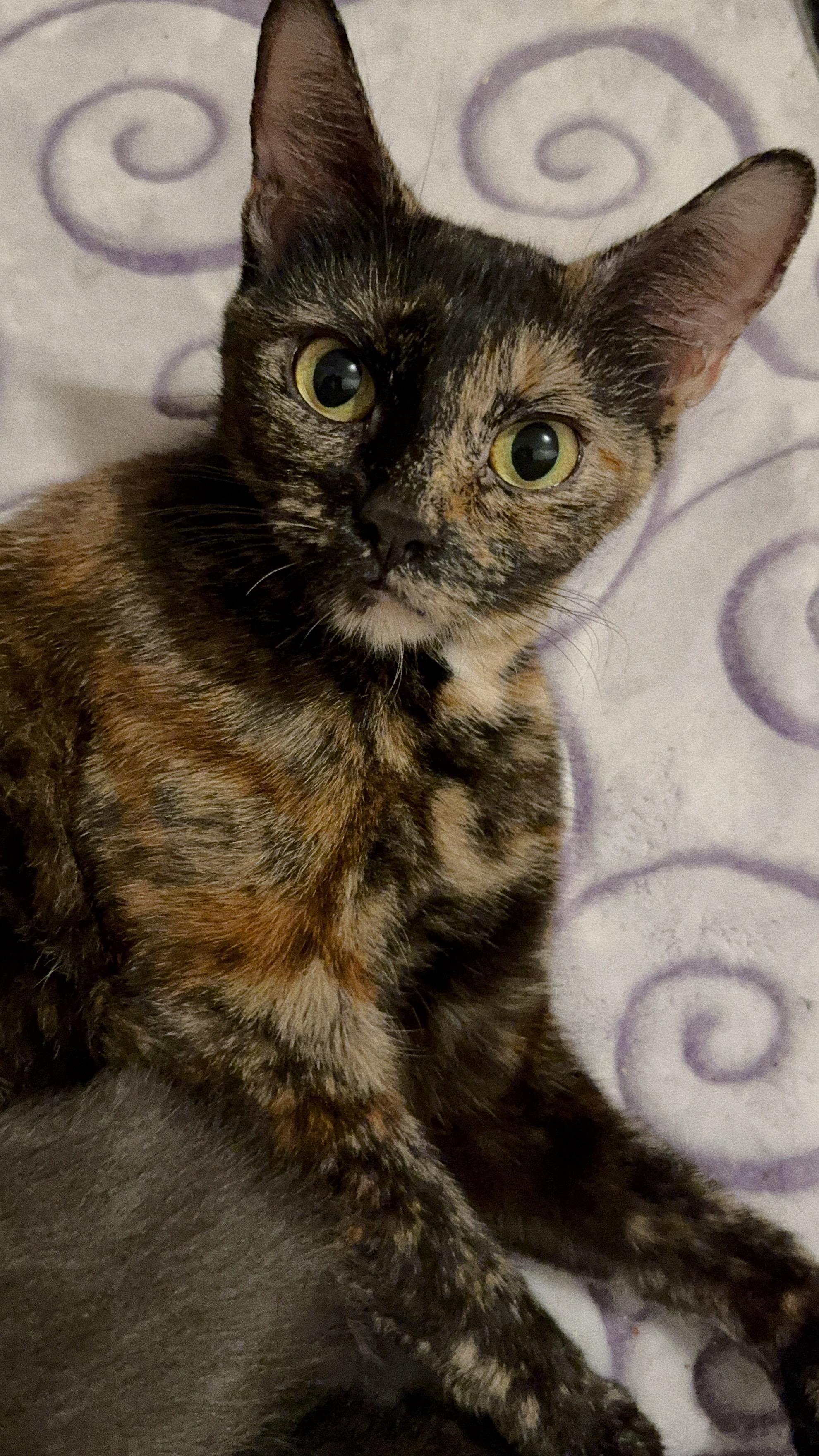 Brownie, a Adopted Tortoiseshell in Roberts Creek, BC image 3/3
