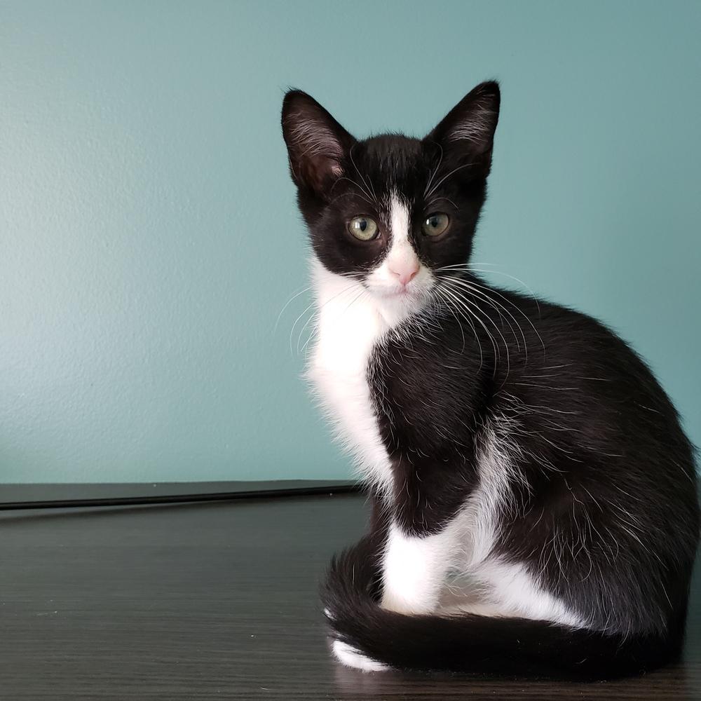 Sassy, Adoptable, Kitten Female Domestic Long Hair.