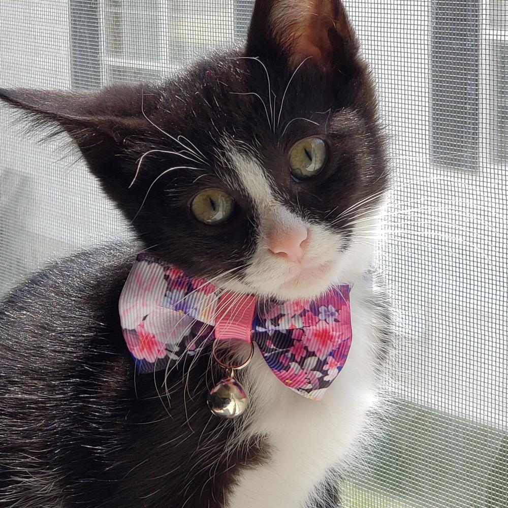 Enlarge Sassy, a Adoptable mixed breed in Jessup, MD image 2/2