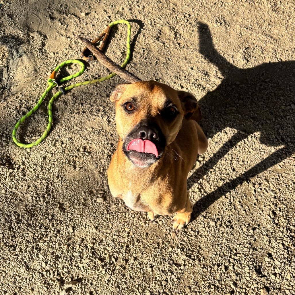 Layla, Adoptable, Adult Female Mixed Breed.