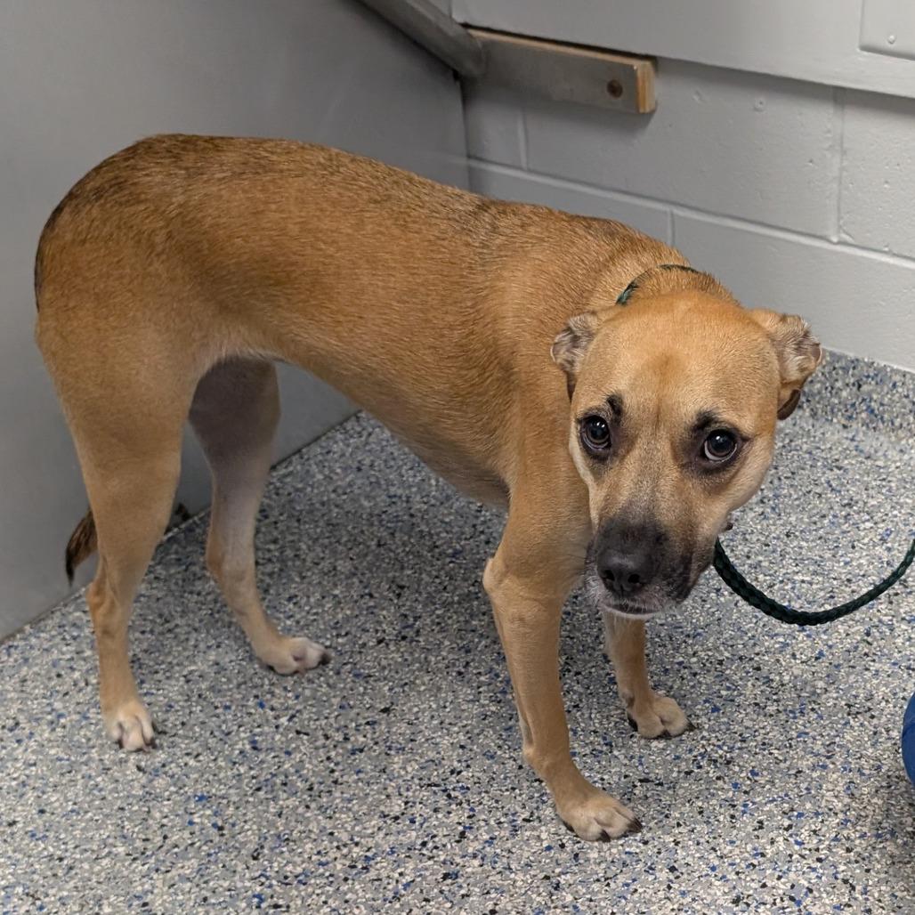 Enlarge Layla, a Adoptable Mixed Breed in Greenville, SC image 2/6