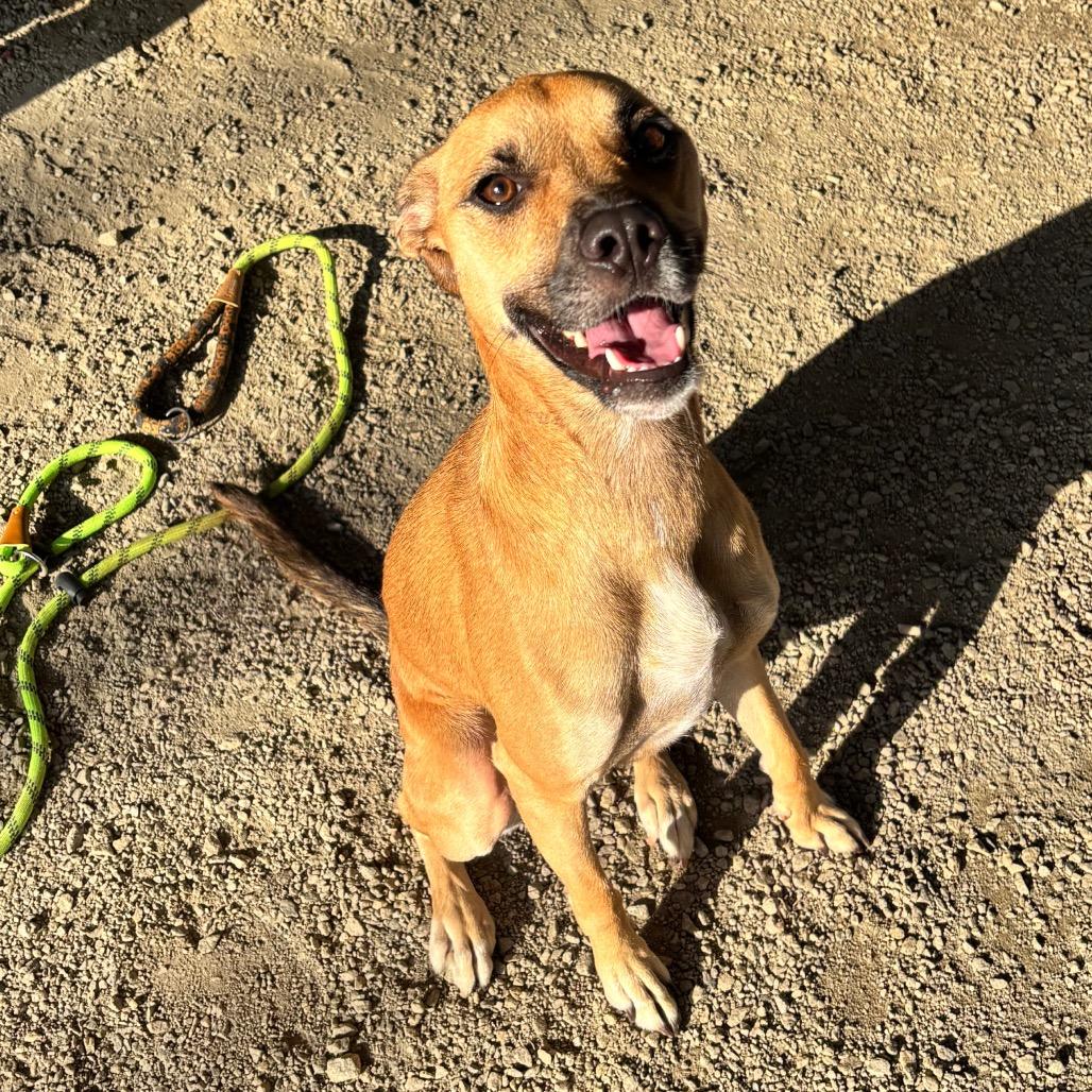Enlarge Layla, a Adoptable Mixed Breed in Greenville, SC image 3/6