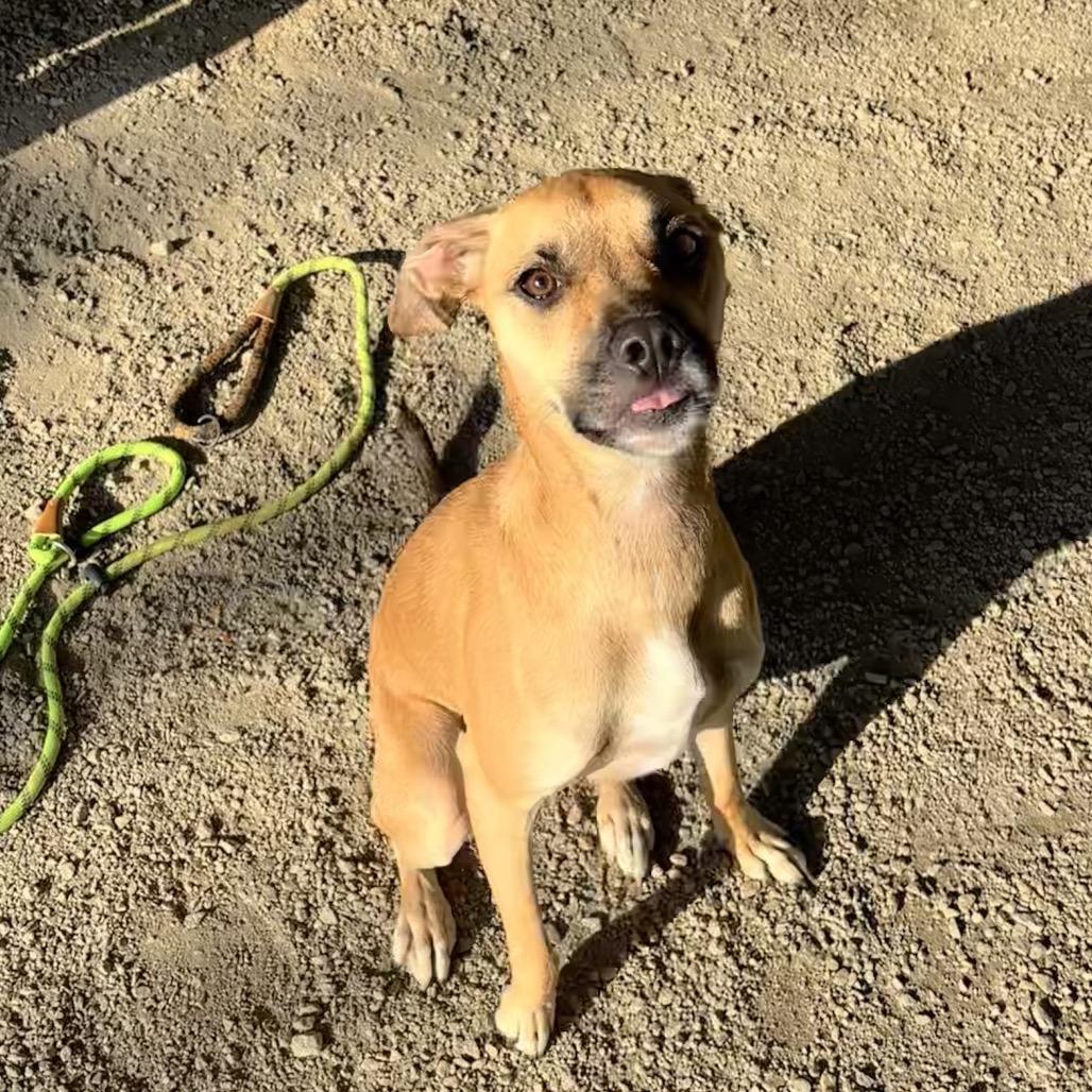Enlarge Layla, a Adoptable Mixed Breed in Greenville, SC image 4/6
