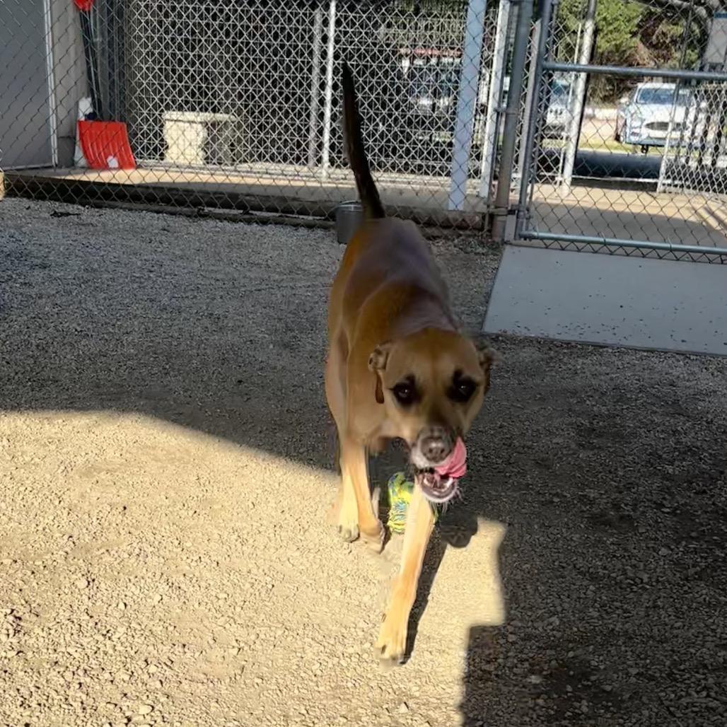 Enlarge Layla, a Adoptable Mixed Breed in Greenville, SC image 5/6